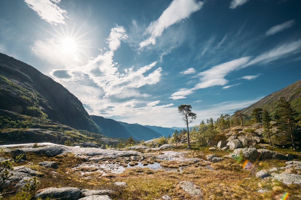 kinsarvik-hordaland-norway-summer-forest-in-har-2026-01-08-22-28-45-utc